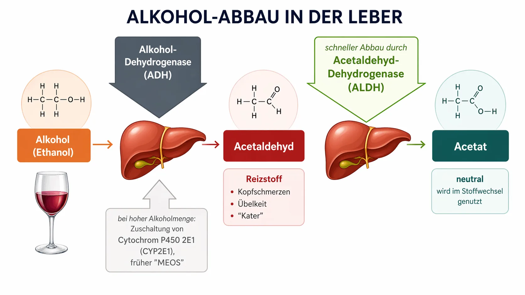 Alkohol Abbau Skizze